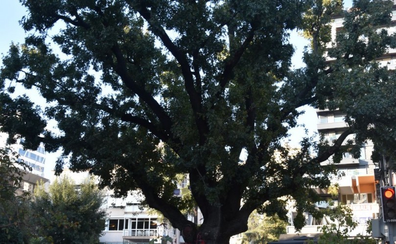 Sakızağacı Elektrikçi